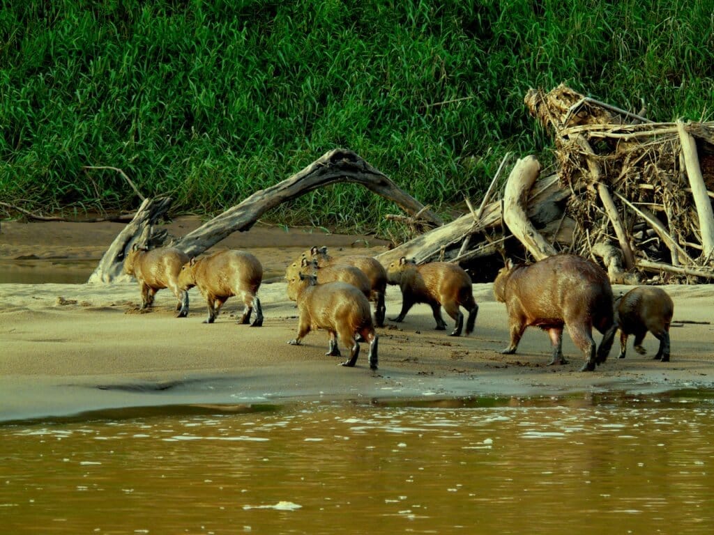 Capybaras naast het water