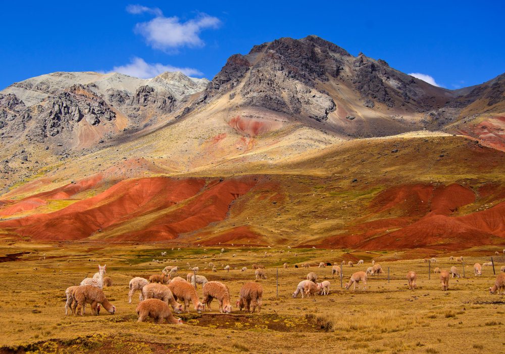 Paisaje de Pucapampa con alpacas