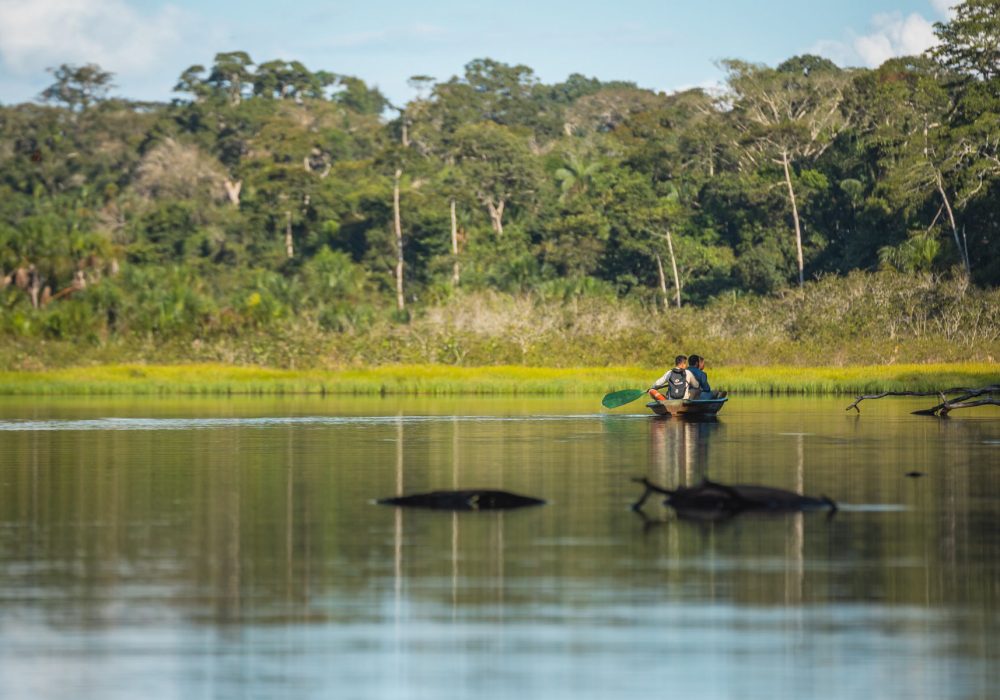 Rainforest lago condenado original